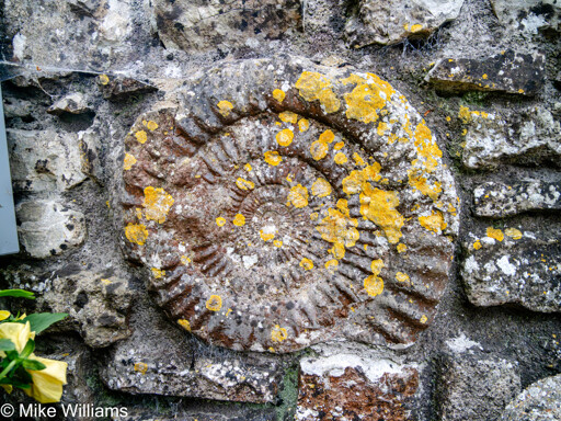 An ammonite in a stone wall. A spiral shapped fossil with yellow lichens growing on it.