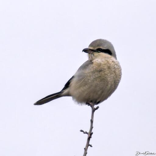 mostly white bird with gray head, black mask, and hooked bill, perched atop a leafless twig