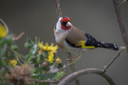 a colourful little bird perched on a shrub