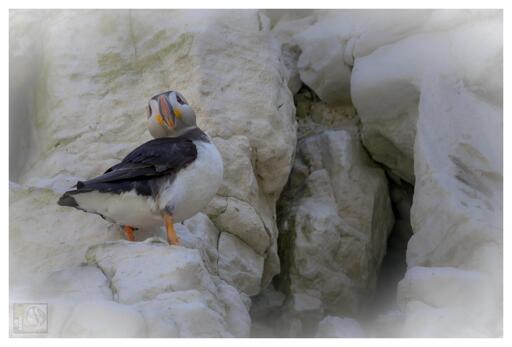A puffin stood in the cliff face just outside a cavity in the rocks
