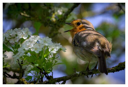 This image features a small bird with a reddish-orange breast perched on a branch adorned with white flowers and green leaves. The bird appears to be calling or singing, adding a lively touch to the scene. The blurred background, showing hints of green foliage and blue sky, suggests a serene natural setting.