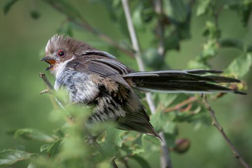Unlike the crisp black, white, and pink plumage of adults, juveniles have a softer, more subdued look. Their heads are dusky brown rather than white, with a faint mask-like quality around the eyes. The underparts are pale with a hint of peachy blush, and their wings and back are a mix of grey and buff tones. The long tail is already present, though not quite as sleek or well-defined as in adults.