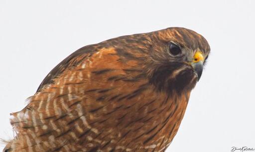 Rusty-colored hawk with dark head, dark eye, and finely-barred chest, peering intently at the ground.