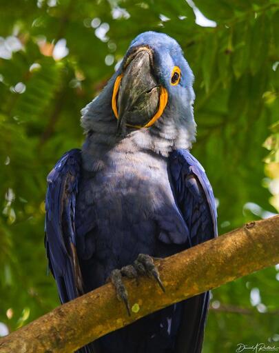 blue parrot with large black beak, golden rings around dark eyes, and golden mustache stripes, perched on a bare branch and looking into the camera