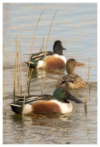 2 male and one female Shoveler ducks on a lake