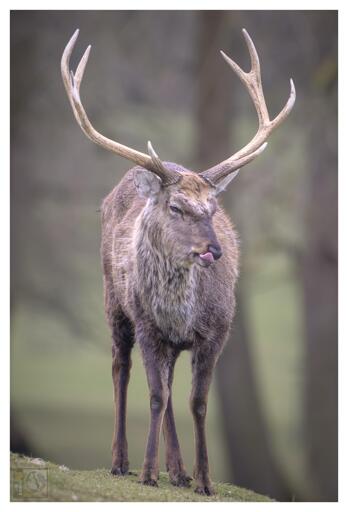 A deer with it's tongue out
