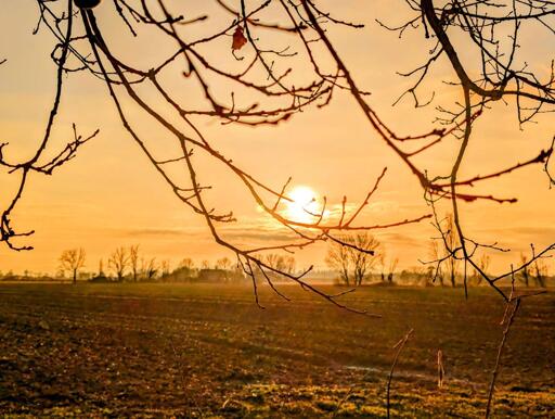 A golden sunset bathes the barren landscape in warm light, as delicate, outstretched branches reach toward the sun like longing hands. The skeletal twigs, silhouetted against the amber sky, seem to yearn for the distant glow - reminding us of our deep connection to the sun, the giver of life.