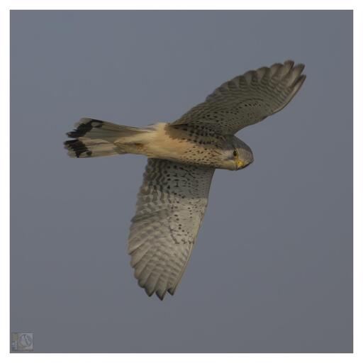 a bird of prey in flight