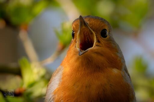 a Eurasian Robin having a sing song