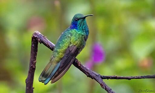 Iridescent green and blue hummingbird with purple cheek patch and long downcurved bill, perched on a broken twig in front of a green and violet background