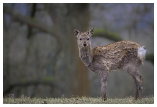 Sika deer are found in scattered populations across the UK, with the largest numbers in Scotland, Cumbria, Dorset, and the New Forest. They prefer coniferous woodlands and heathlands but adapt to various habitats