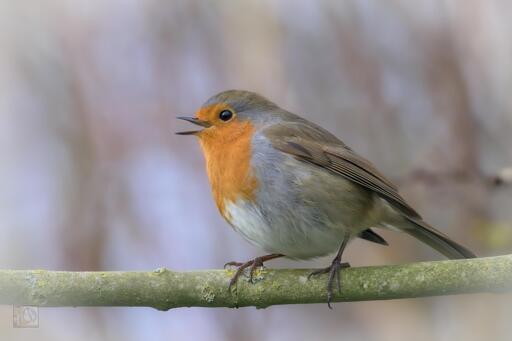 A singing bird on a branch