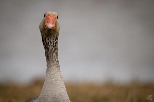 a brown goose with an orange beak