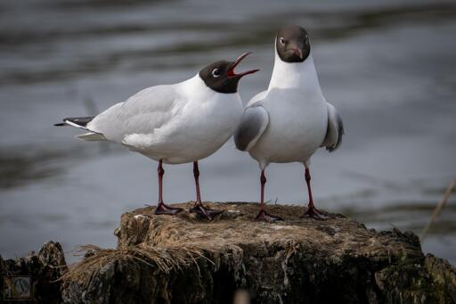 Two gulls stood on  tree stump in a lake