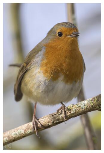 A Eurasian Robin perched on a branch