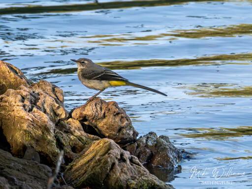 A small bird with grey back and white and yellow feathers on the underside, perched on a rock at the edge of a lake