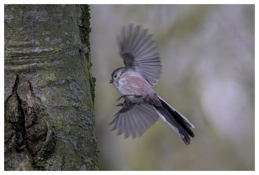 a small bird in flight