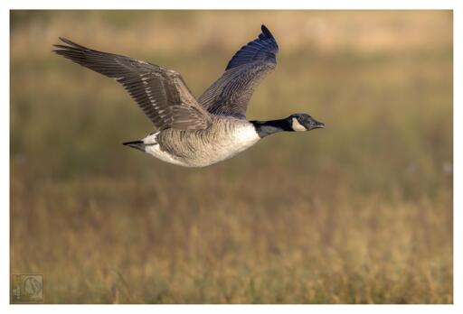 A Canada Goose in flight over a marshland