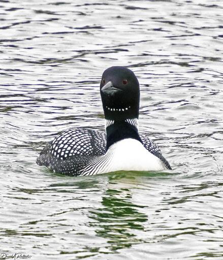 Bird with black head, dark red eyes, thin "necklace: of white spots on dark throat, white chest, and black-and-white checkered back, floating on water.
